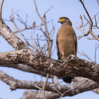 Kabini - Indische slangenarend